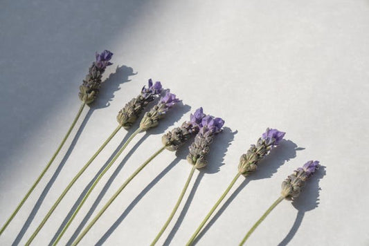 The Allure of Lavender: Nature's Gift to Fragrance